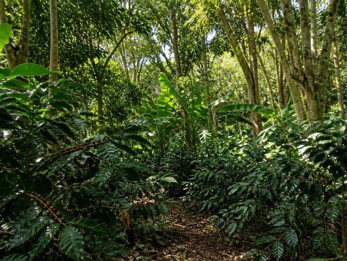 Coffee growing under forest shade in the Yirgacheffe highlands